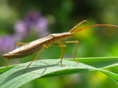 Protenor belfragei