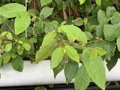 Callicarpa formosana formosana