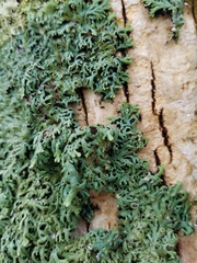 Heterodermia hypoleuca