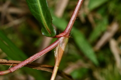 Persicaria dichotoma