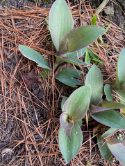 Tradescantia pallida