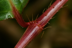 Persicaria dichotoma