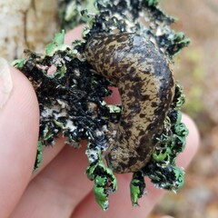 Heterodermia hypoleuca