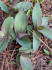 Tradescantia pallida