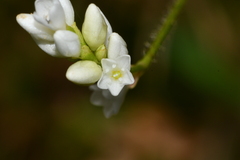 Persicaria dichotoma
