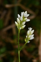 Persicaria dichotoma