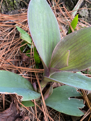 Tradescantia pallida