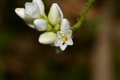 Persicaria dichotoma