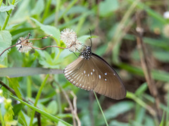 Euploea eyndhovii gardineri
