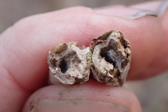 Proteoteras willingana