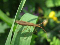 Protenor belfragei