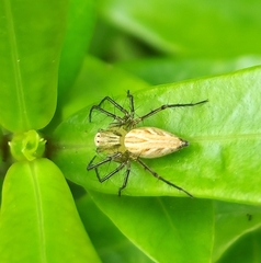 Oxyopes