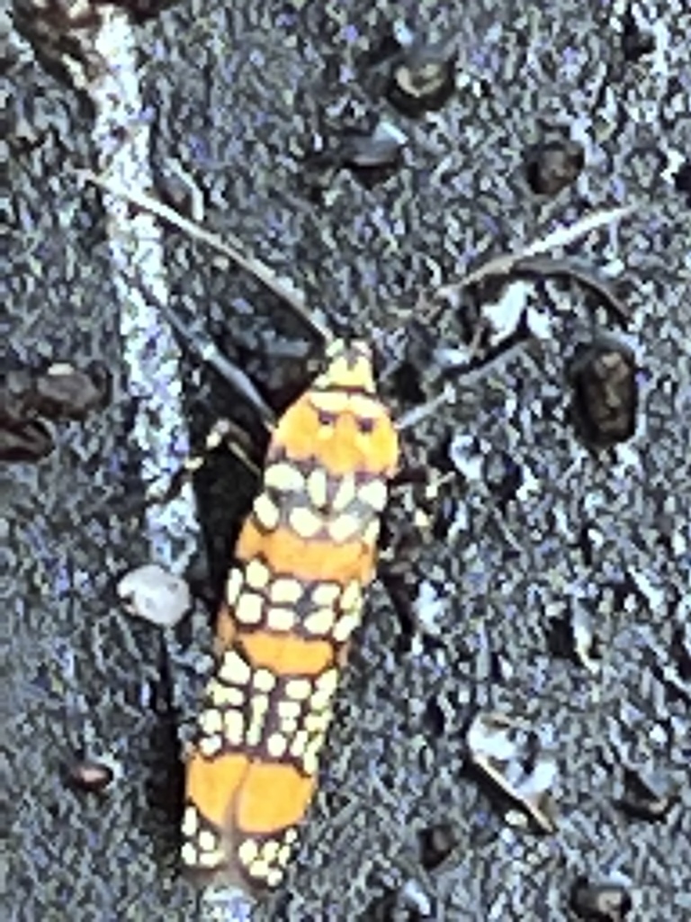 Ailanthus worm Moth in November 2022 by Deanna Williston, OFS