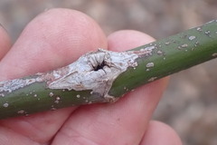 Proteoteras willingana