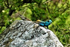 Acanthocercus atricollis