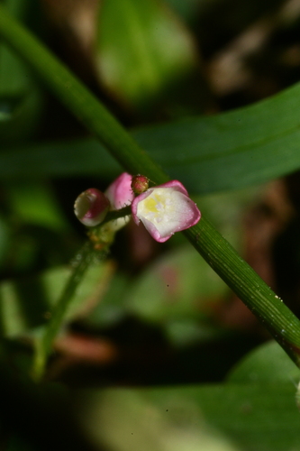 Persicaria praetermissa iNat (1)
