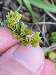 Cyperus surinamensis