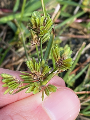 Cyperus surinamensis