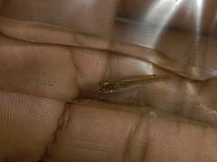 Aplocheilidae
