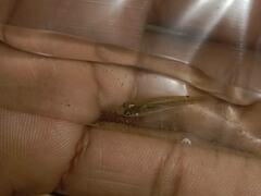 Aplocheilidae