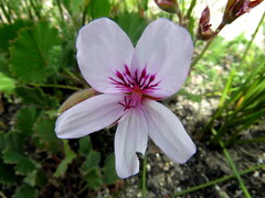 Pelargonium elegans