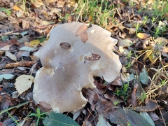 Clitocybe nebularis