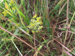 Tetragonia fruticosa