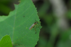 Asilidae