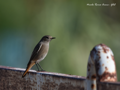 Phoenicurus ochruros