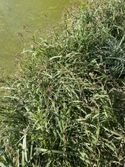 Echinochloa crus-galli
