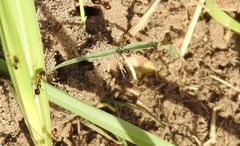 Solenopsis saevissima