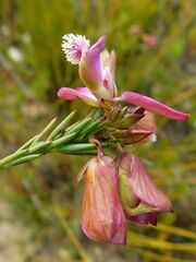 Polygala umbellata