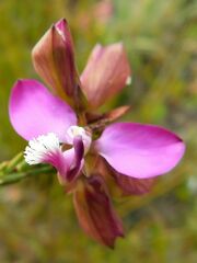 Polygala umbellata