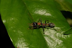 Myrmecia nigrocincta