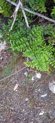 Pellaea pteroides