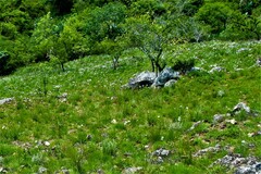 Callilepis laureola
