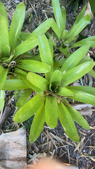 Tillandsioideae