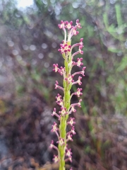 Microdon dubius