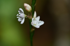 Persicaria jucunda