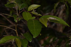 Glochidion sumatranum