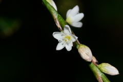 Persicaria jucunda