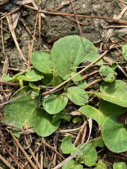 Centella erecta