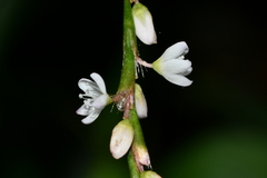 Persicaria jucunda