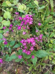 Pentas lanceolata