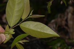 Glochidion sumatranum