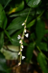 Persicaria jucunda