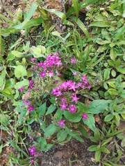 Pentas lanceolata