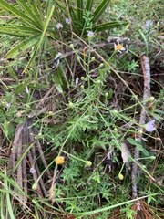 Symphyotrichum dumosum