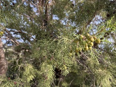 Juniperus turbinata