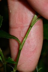 Persicaria jucunda